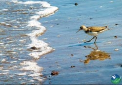 Bird on Playa Panama