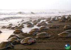 Ostional Beach Turtles