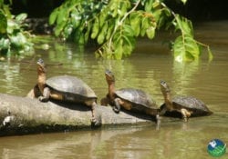 Tortuguero