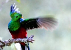 Quetzal