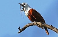 Three-wattled Bellbird