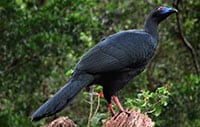 Black Guan