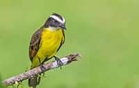 Rusty-margined Flycatcher