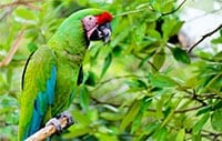 Great Green Macaw