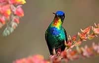 Fiery-throated Hummingbird
