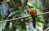 Great Jacamar
