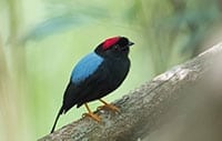Long-tailed Manakin