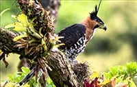 Ornate Hawk Eagle