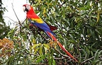Scarlet Macaw