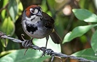 Cabanis Ground Sparrow