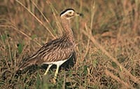 Double-striped Thick-knee