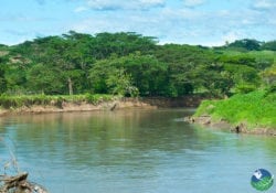 Tarcoles River