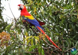 Scarlet Macaw in Costa Rica