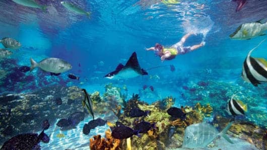 Snorkeling Best Things to Do