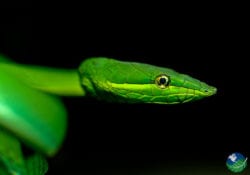 Senda Monteverde Snake