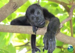 SIBU Sanctuary Nosara