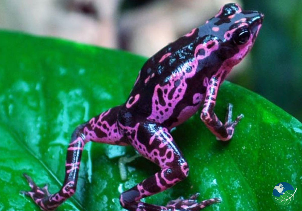 Costa Rica Animals & Wildlife Guide - Explore the Variety!
