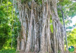 Costa Rica Fig Tree